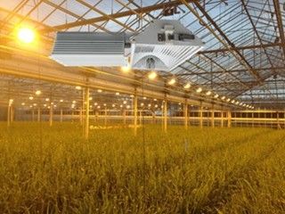 155lm/w 160000lm Binnen kweken Lichten, kweken 1000W HPS Lichten